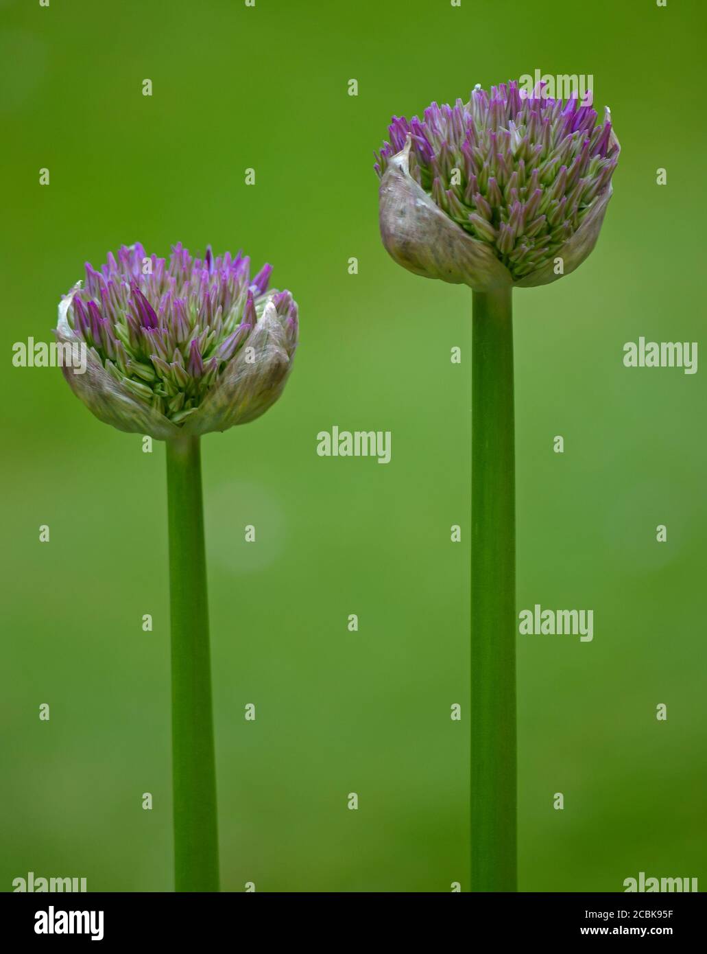 Small purple Allium against green grass background Stock Photo