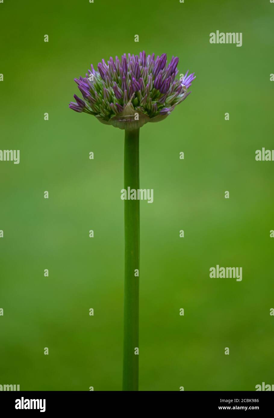 Small purple Allium against green grass background Stock Photo