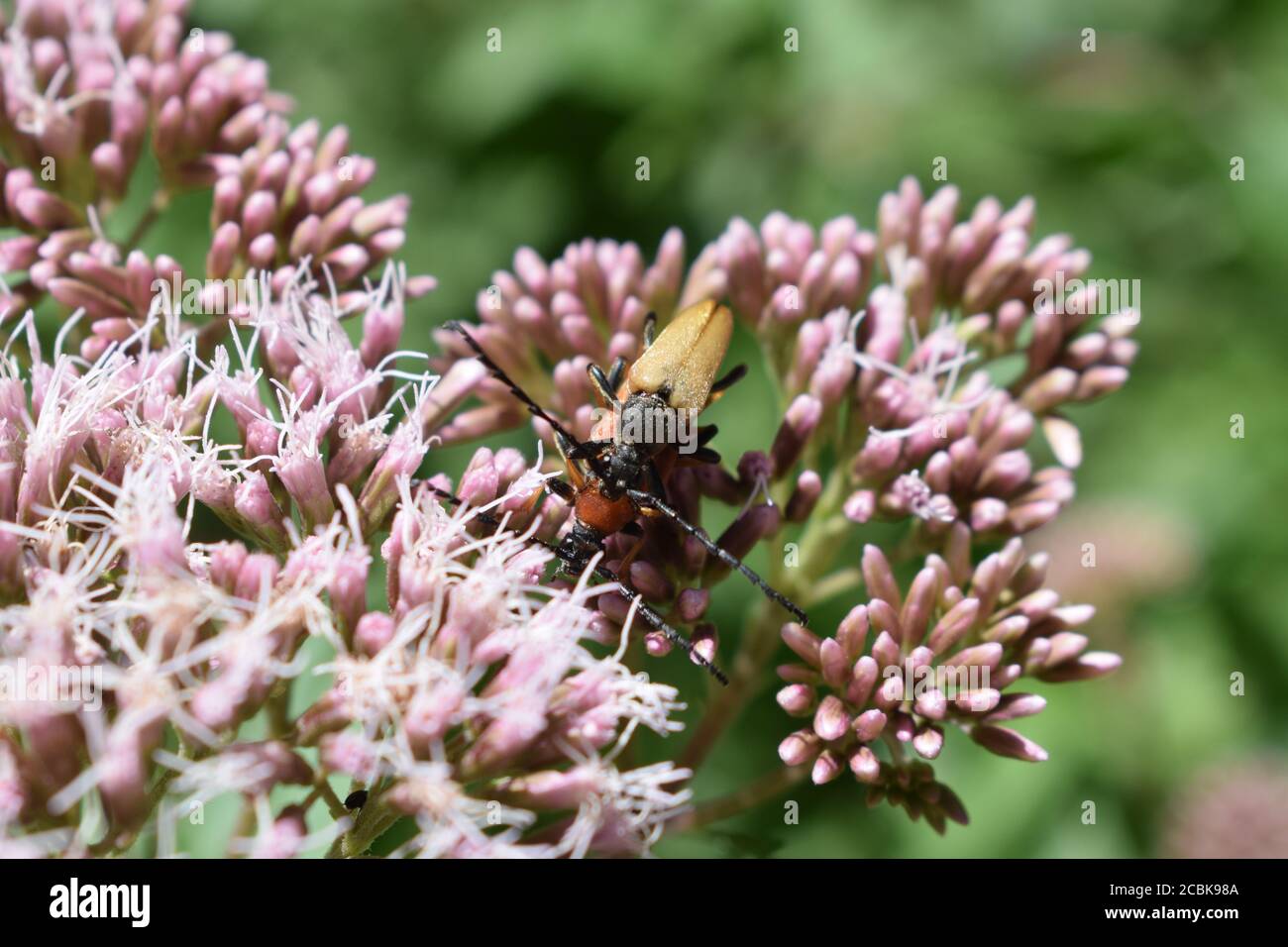 Large Insect Stock Image Huge Insect High Resolution Stock Photography and Images - Alamy
