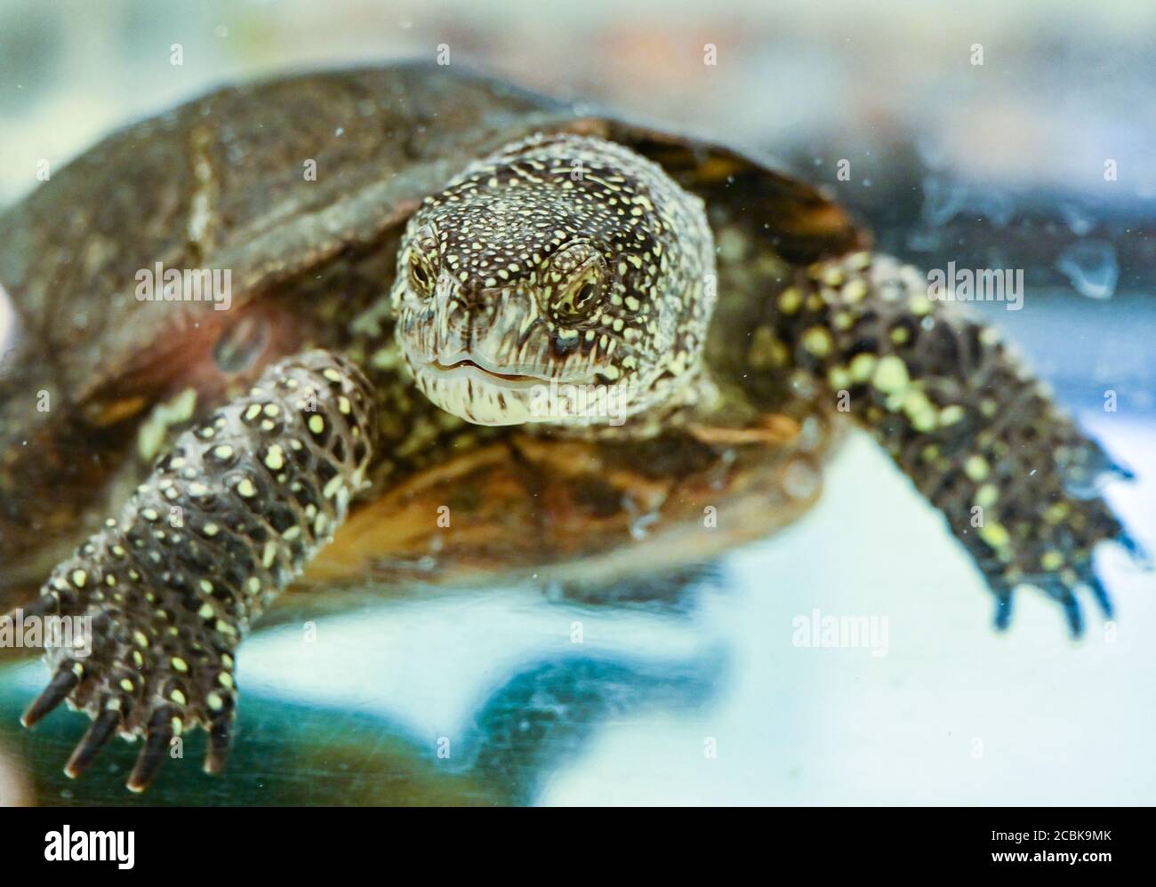 Linum, Germany. 12th Aug, 2020. A European pond turtle (Emys orbicularis) swims underwater in an aquarium at the Brandenburg Rhinluch Nature Reserve. Once widespread throughout Germany, the European pond turtle now lives in hiding only in the Uckermark. In order to prevent the population from dying out, conservationists are breeding and releasing them back into the wild. The continuing drought as well as raccoons make the project increasingly difficult. Credit: Patrick Pleul/dpa-Zentralbild/ZB/dpa/Alamy Live News Stock Photo