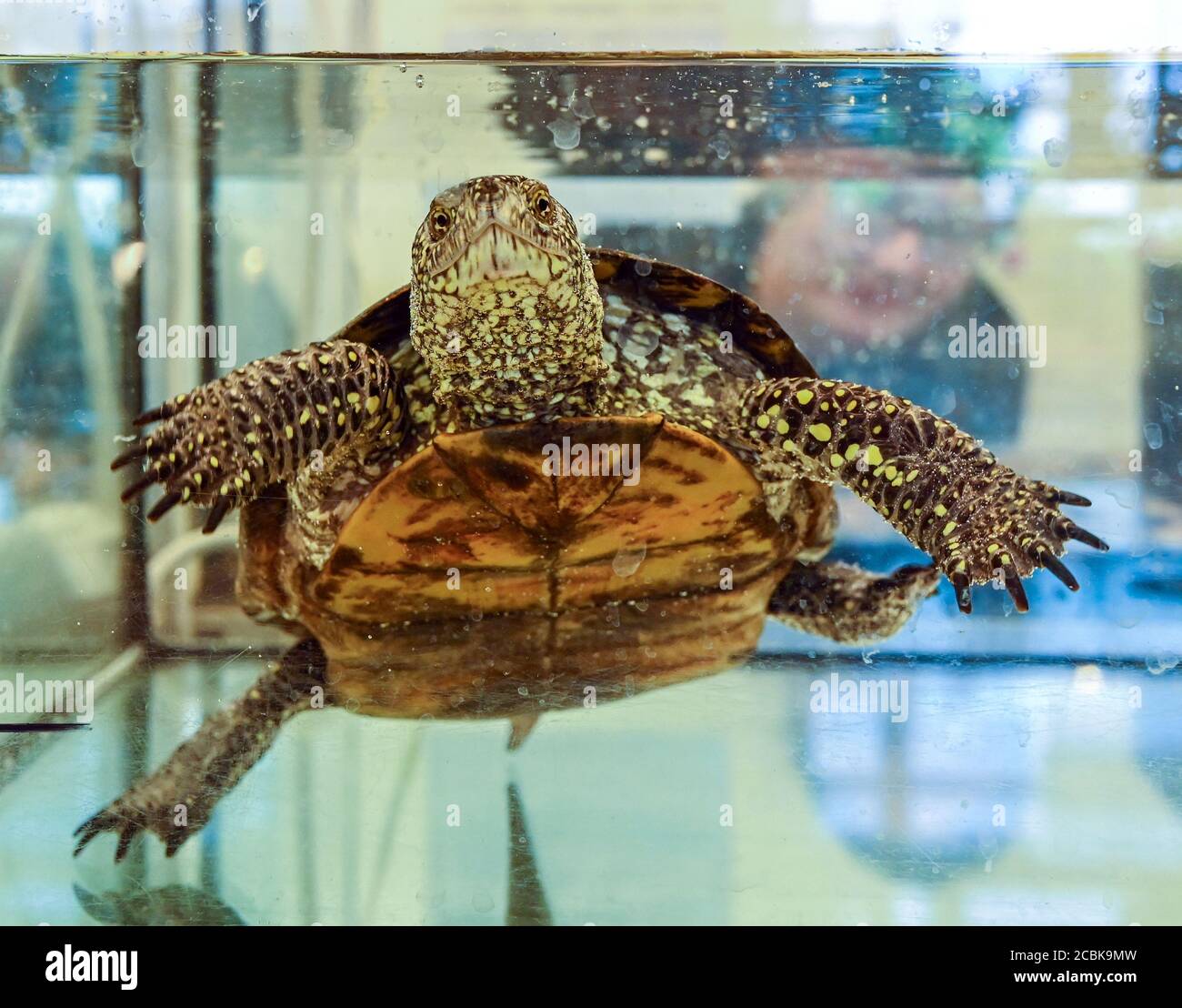 Linum, Germany. 12th Aug, 2020. A European pond turtle (Emys orbicularis) swims underwater in an aquarium at the Brandenburg Rhinluch Nature Reserve. Once widespread throughout Germany, the European pond turtle now lives in hiding only in the Uckermark. In order to prevent the population from dying out, conservationists are breeding and releasing them back into the wild. The continuing drought as well as raccoons make the project increasingly difficult. Credit: Patrick Pleul/dpa-Zentralbild/ZB/dpa/Alamy Live News Stock Photo