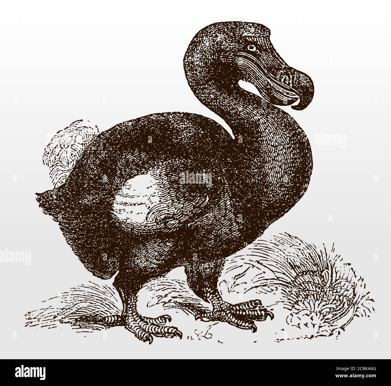 Extinct dodo, raphus cucullatus in side view standing on the ground, after an antique illustration from the 19th century Stock Vector