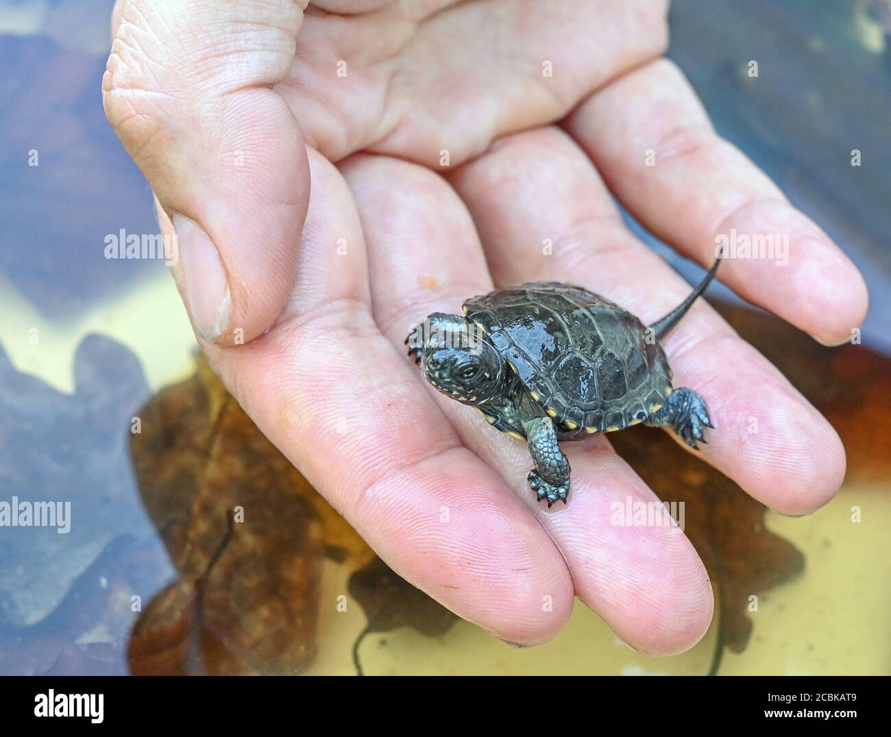 12 August 2020, Brandenburg, Linum: A few weeks old European pond turtle (Emys orbicularis) can be seen on a hand of an employee of the Brandenburg Rhinluch Nature Reserve. Once widespread throughout Germany, the European pond turtle now lives in hiding only in the Uckermark. In order to prevent the population from dying out, conservationists are breeding and releasing them back into the wild. The continuing drought as well as raccoons make the project increasingly difficult. Photo: Patrick Pleul/dpa-Zentralbild/ZB Stock Photo