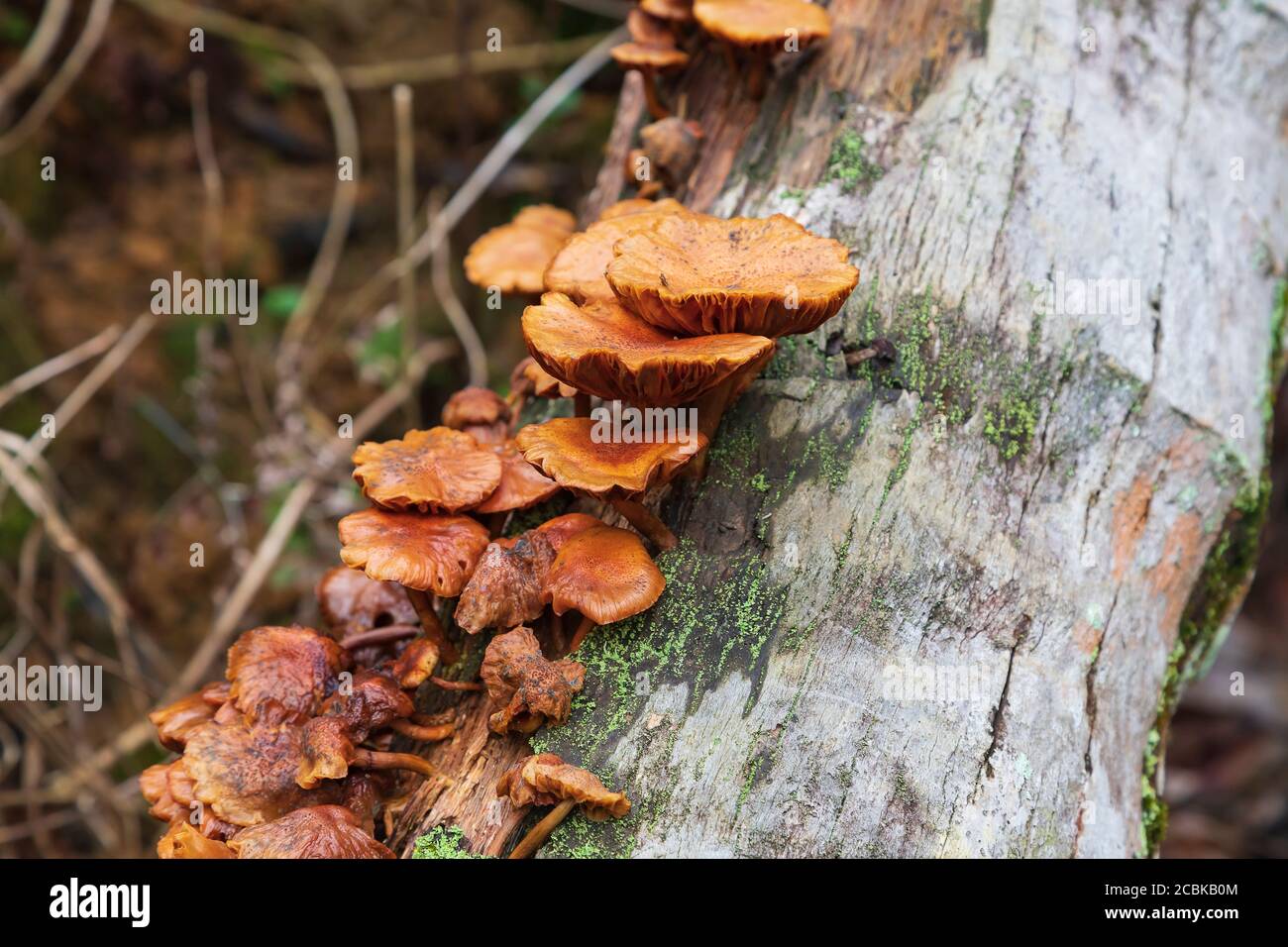 Mushrooms growing on a decaying coconut tree trunk with mold and moss Stock Photo