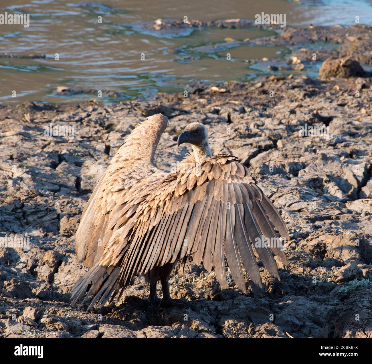 Vulture Standing On The Ground With Wings Spread Open And Back Heating vulture-standing-on-the-ground-with-wings-spread-open-and-back-heating