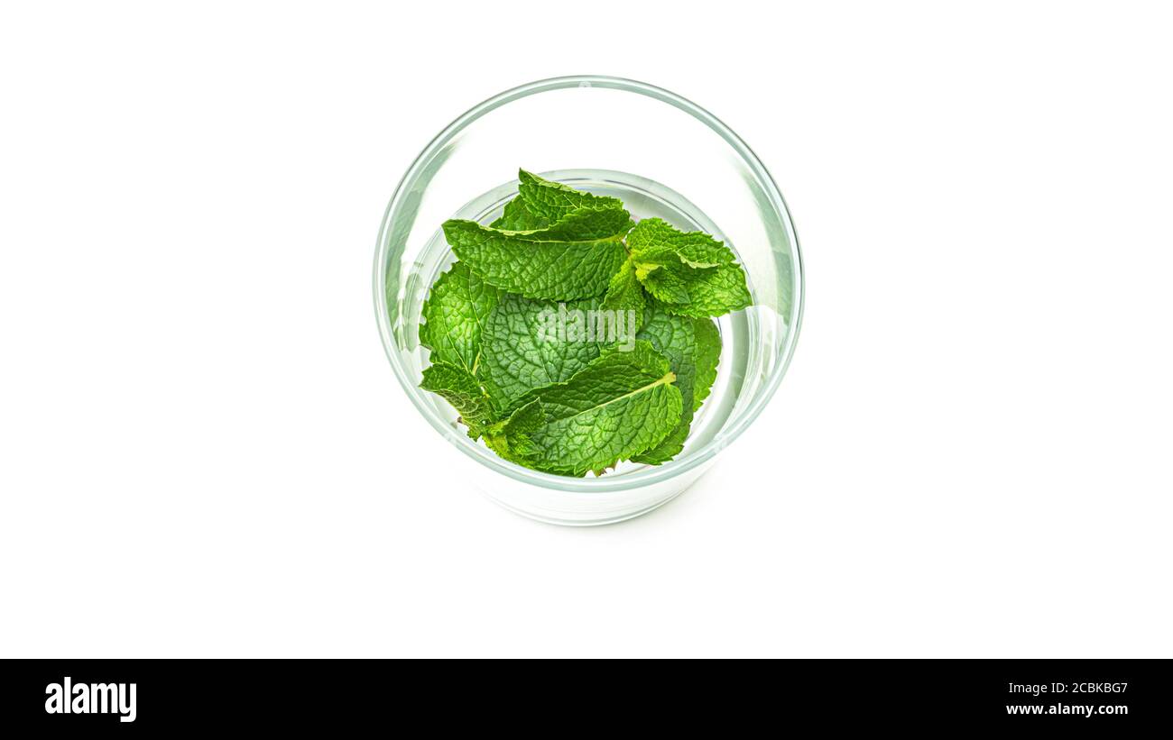 Fresh mint leaves on a white background. Stock Photo