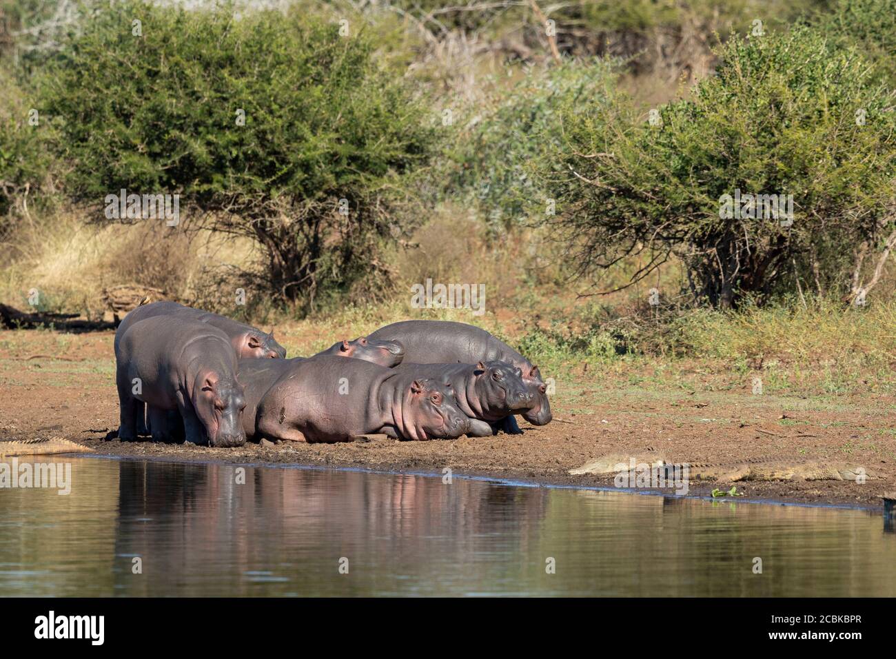 Six young hippos resting by edge of water near small crocodiles in Kruger Park South Africa Stock Photo