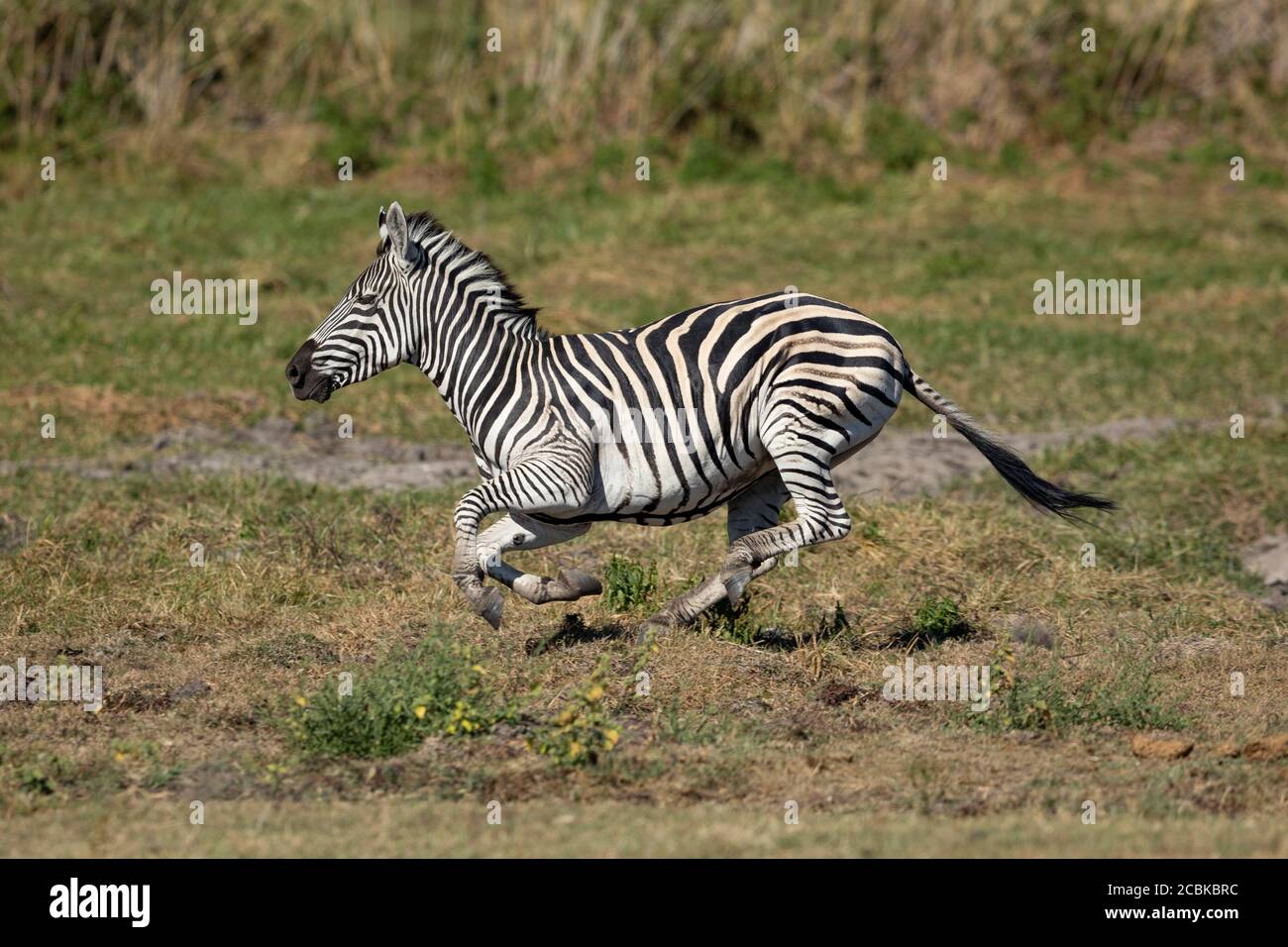 Adult zebra running at full speed in Moremi Botswana Stock Photo