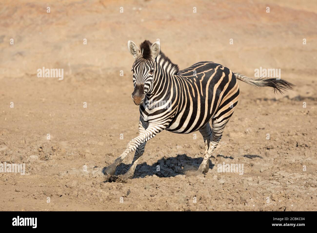 Adult zebra running in muddy riverbed in Kruger Park South Africa Stock Photo
