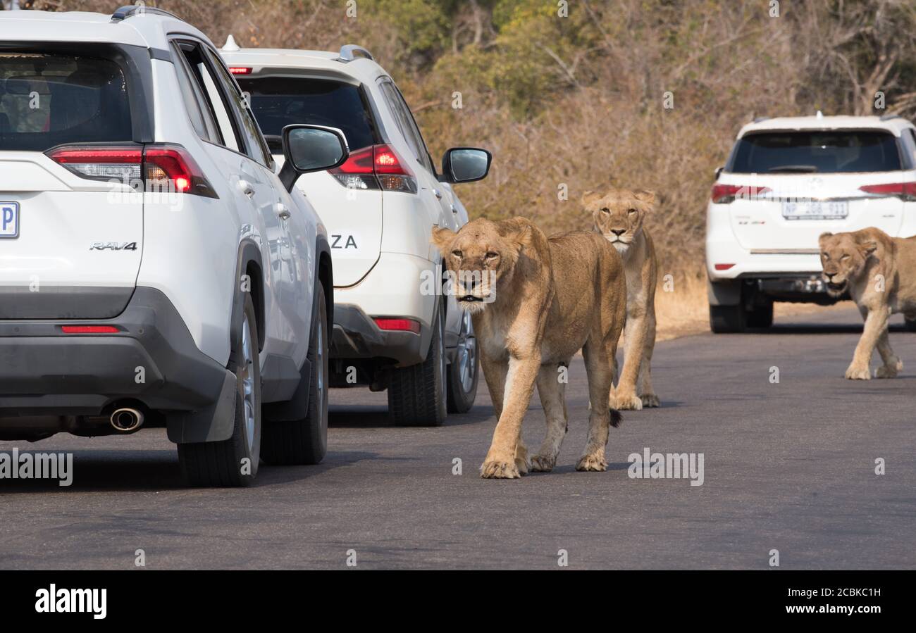 Lions walking on tar road between cars with visitors in the vehicles watching the lions Stock Photo