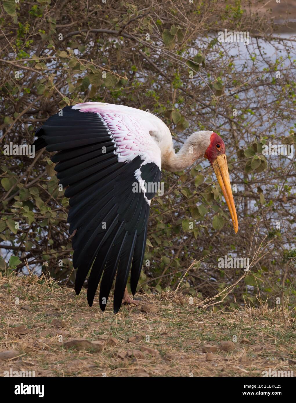 Yellow billed stork standing next to a lake and stretching wing open Stock Photo