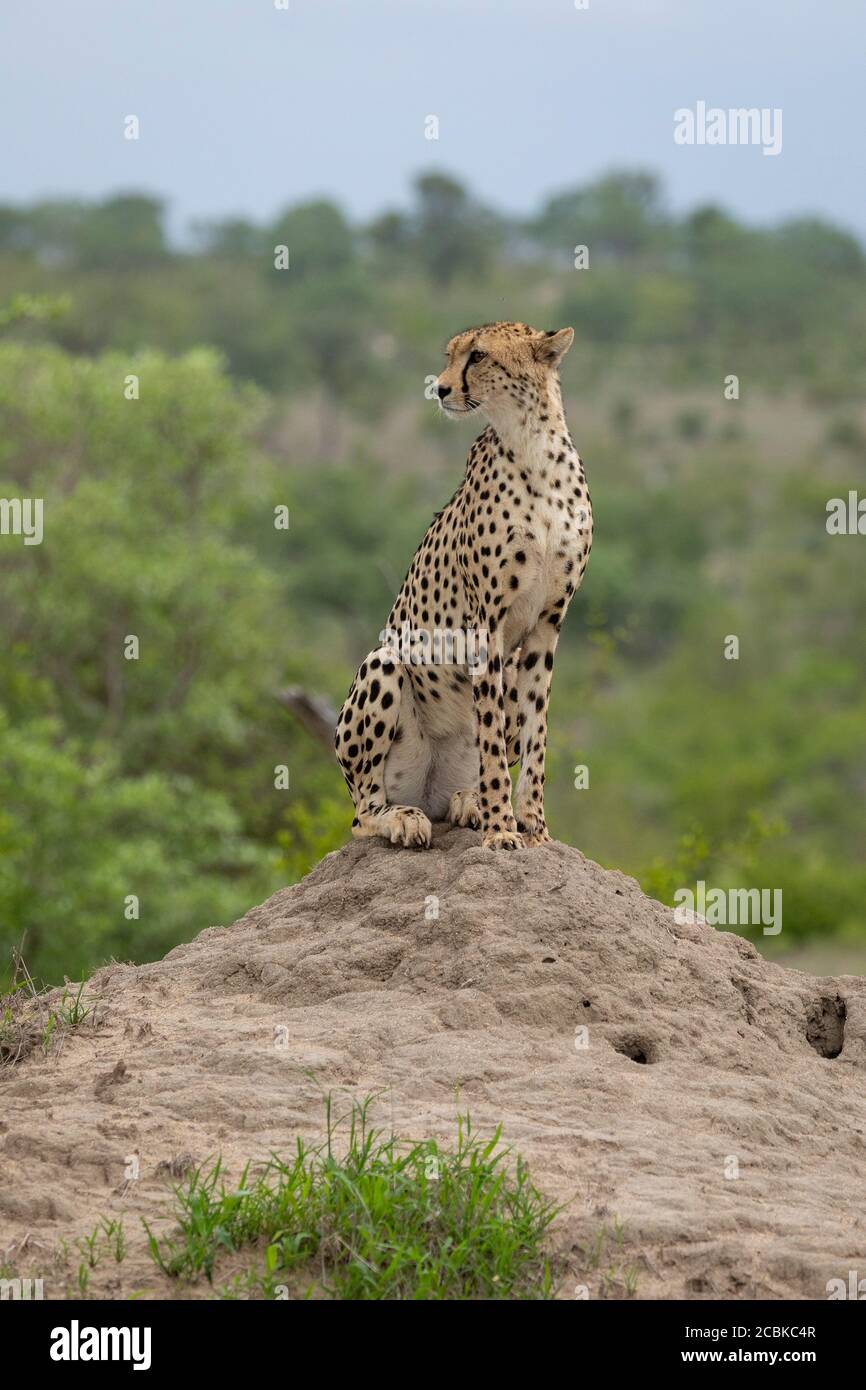 Adult cheetah sitting upright on a termite mound looking to the left in Kruger Park South Africa Stock Photo