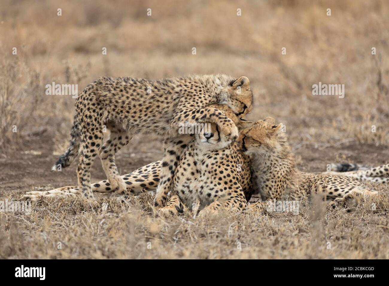 Female cheetah and two juvenile cubs showing affection in dry season in Ndutu Tanzania Stock Photo