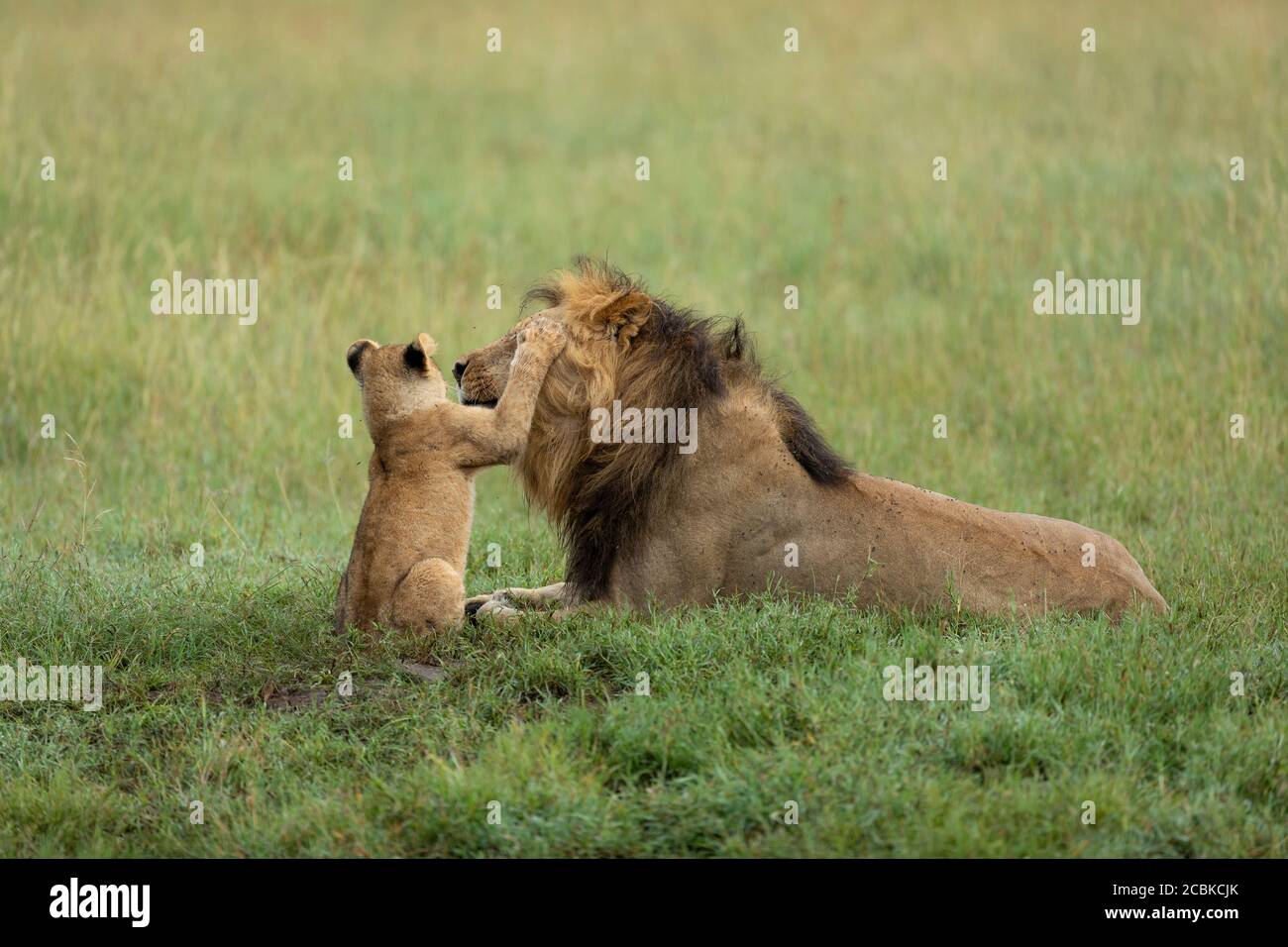 Baby lion disturbing father male lion lying in green grass in Serengeti National Park in Tanzania Stock Photo