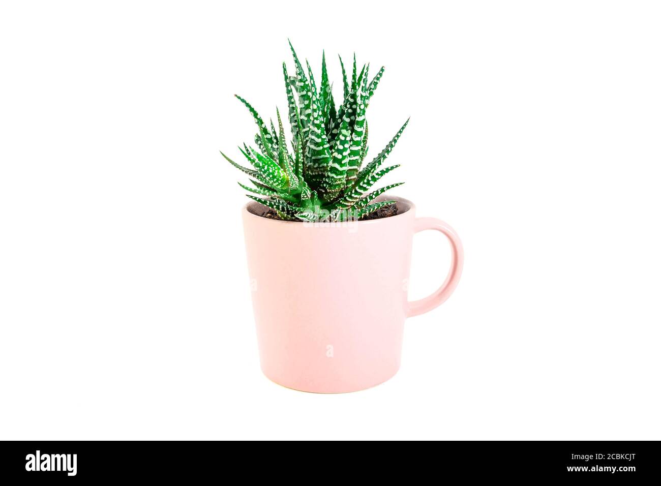 green Zebra plant succulent grows in ceramic tea cup  Stock Photo