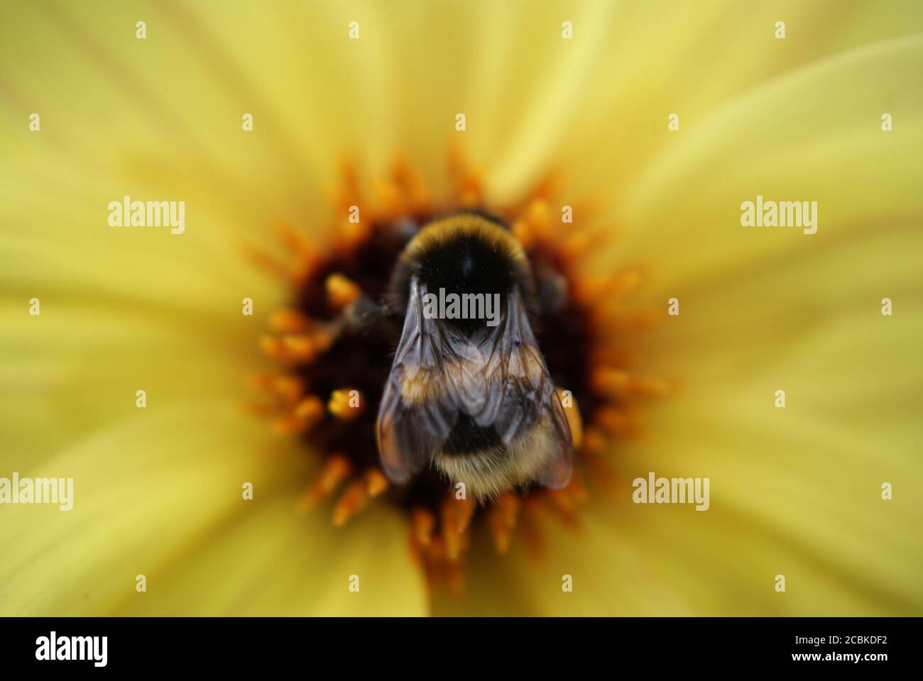 Bee on a yellow Dahlia flower Stock Photo