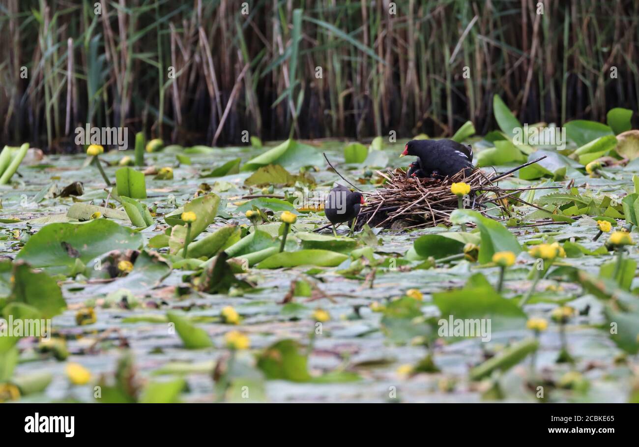 Male and Female moorhens feeding their chicks on a pond with lily pads