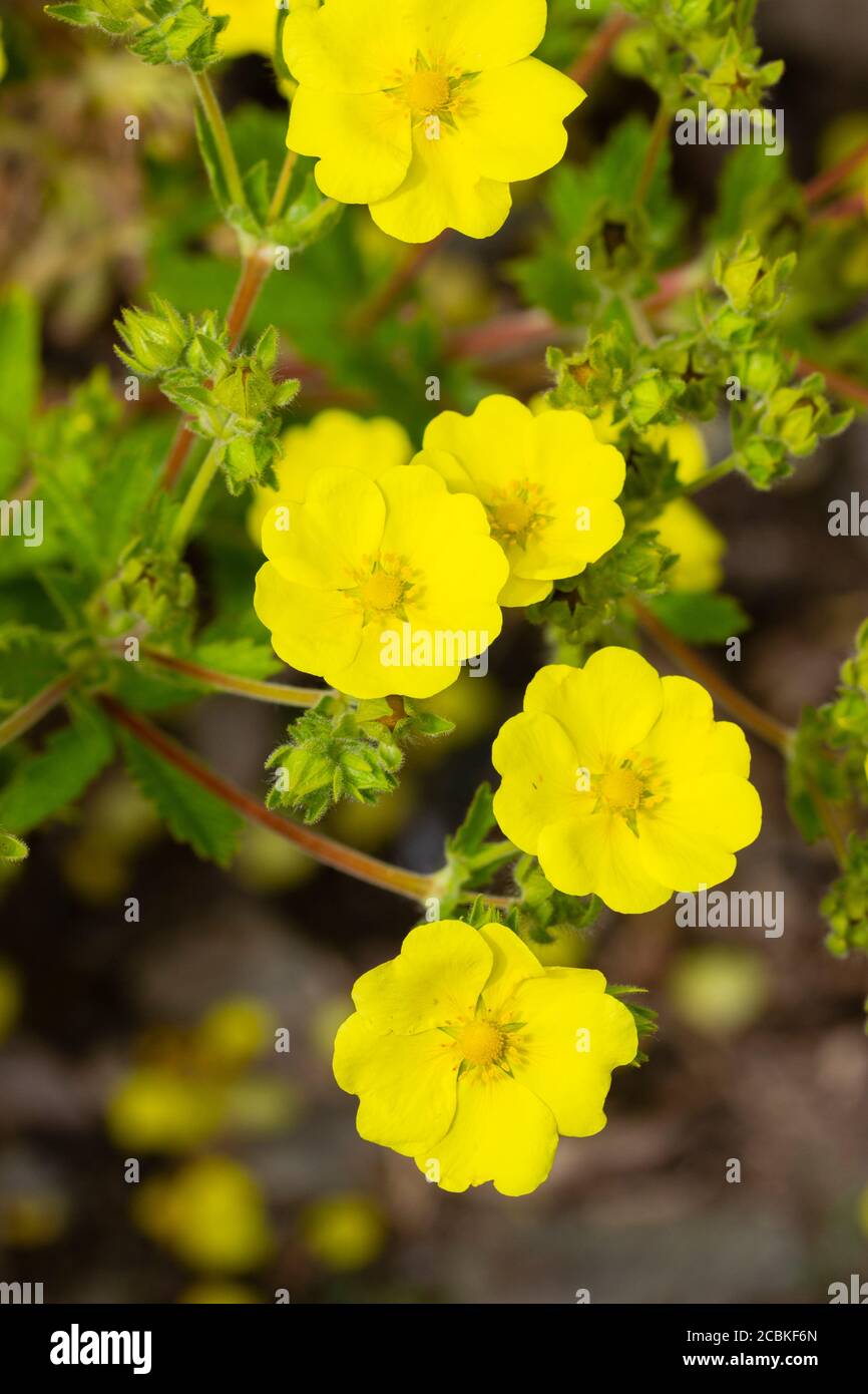 Yellow summer flowers of the long blooming perennial woolly cinquefoil, Potentilla megalantha Stock Photo