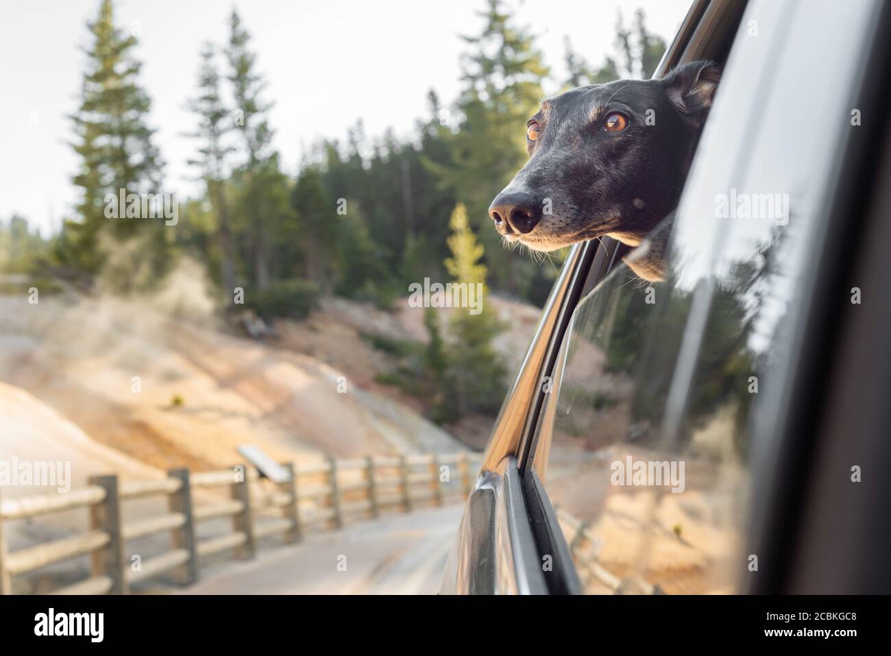 Greyhound pet dog enjoys a road trip with its head out the car window Stock Photo