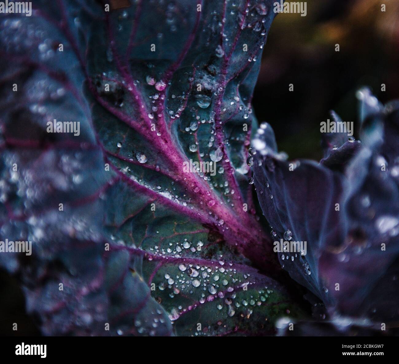 Purple kale growing in the garden after the rain Stock Photo Alamy