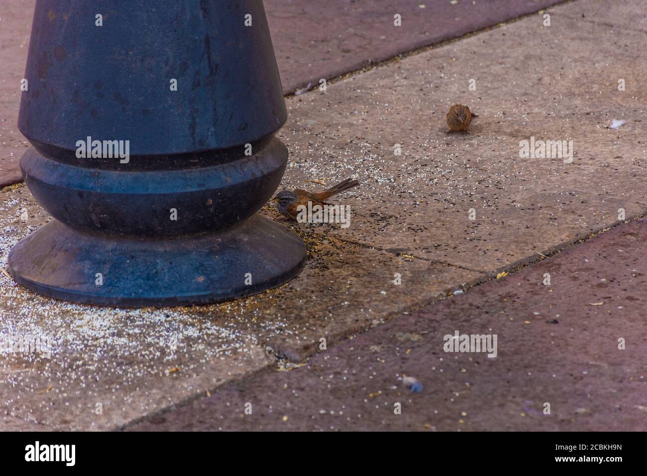 Minaret Of The Kasbah Mosque Marrakech Morocco Stock Photo Alamy