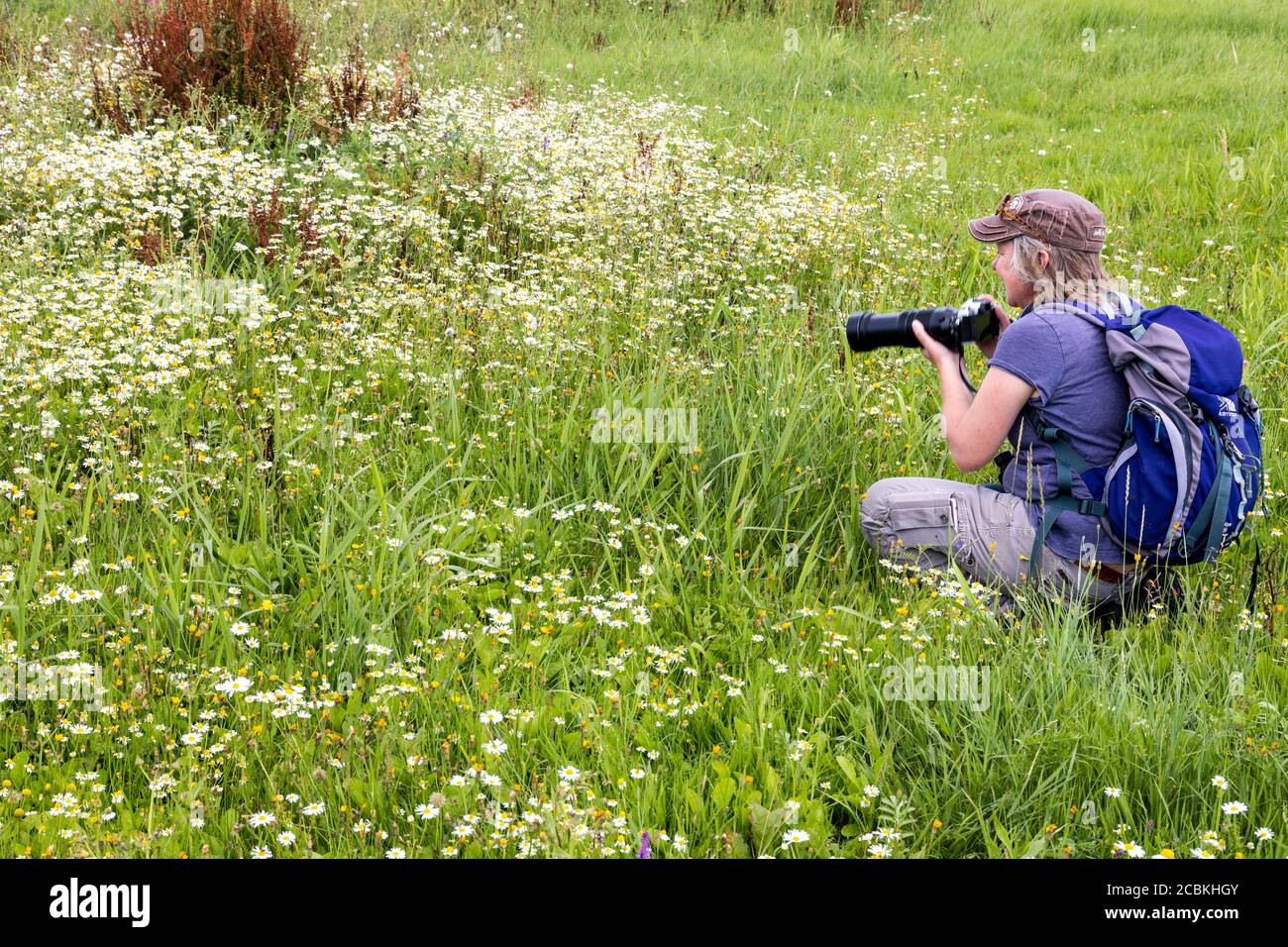 A Gloucestershire Wildlife Trust ranger photographing butterflies at the Coombe Hill Canal and Meadows Nature Reserve, Coombe Hill, Gloucestershire UK Stock Photo