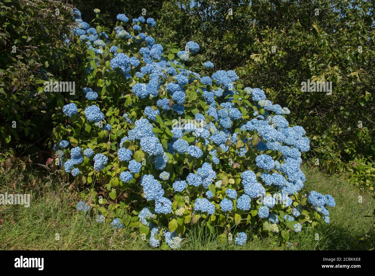 Summer Flowering Mop Head Flower of the Hydrangea macrophylla 'Generale