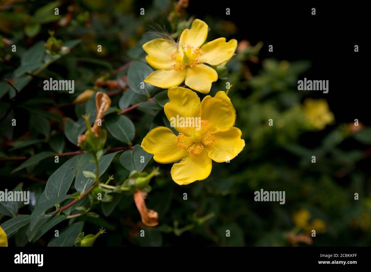 Yellow flowers of St John's wort Hypericum perforatum a flowering plant used in alternative medicine to treat depression and insomia, but poisonous to Stock Photo