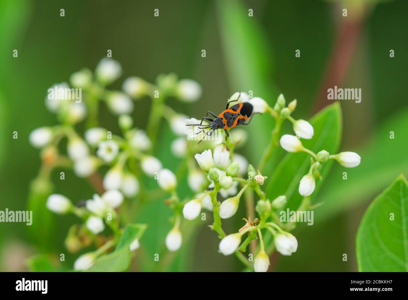 Eastern Small Milkweed Bug on Dogbane Flowers Stock Photo