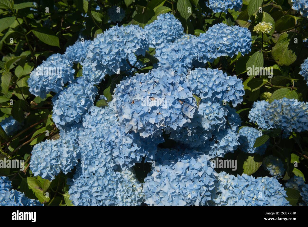 Summer Flowering Mop Head Flower of the Hydrangea macrophylla 'Generale