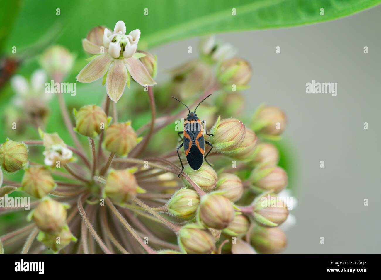 Eastern Small Milkweed Bug on Milkweed Flowers Stock Photo