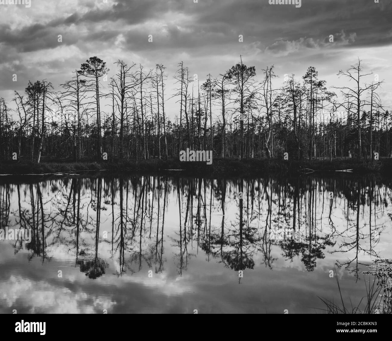 Black and white photo of island with dried trees and their reflection in bog lake. Stock Photo