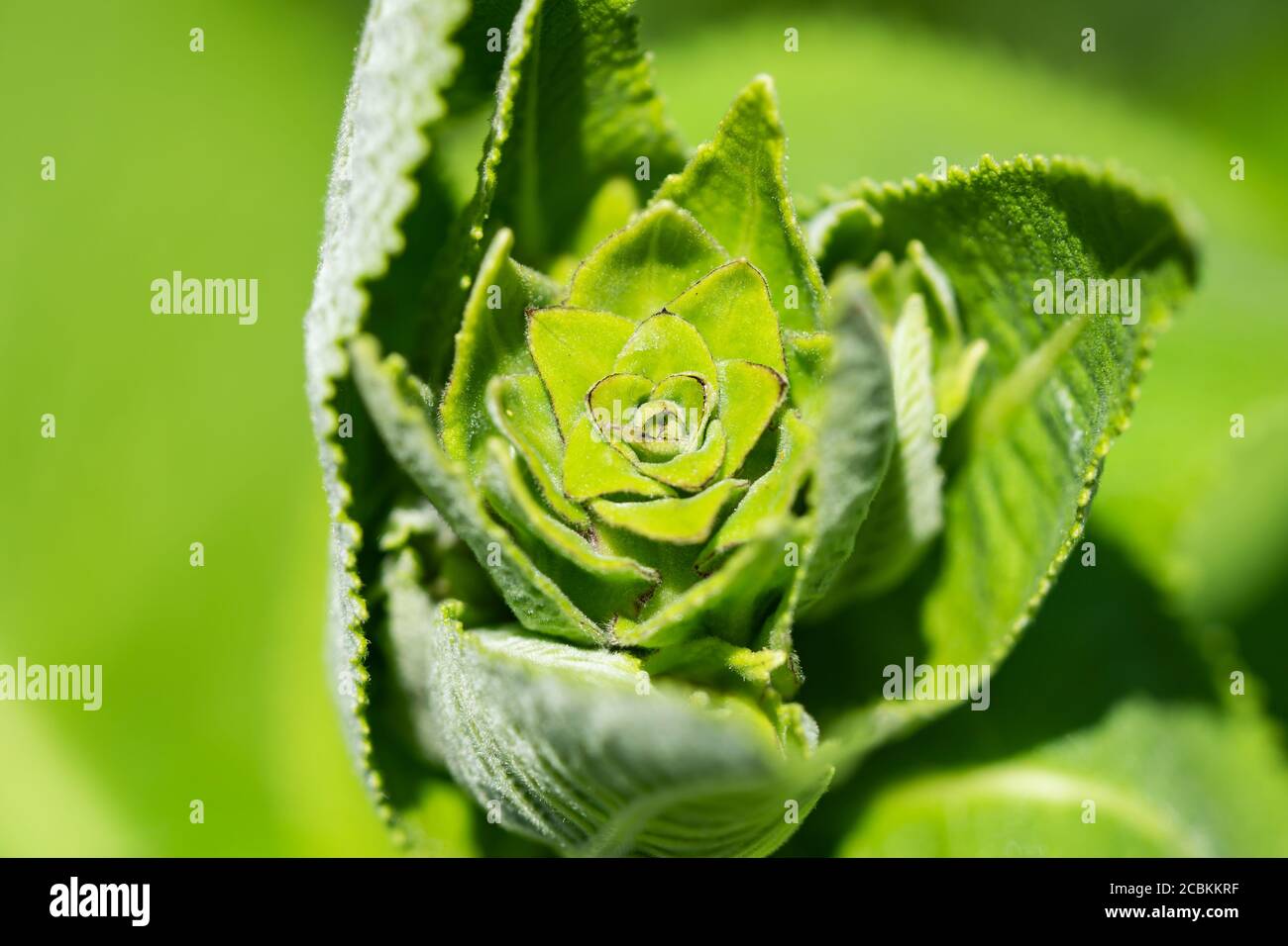 Elecampane inula helenium leaves hi-res stock photography and images ...