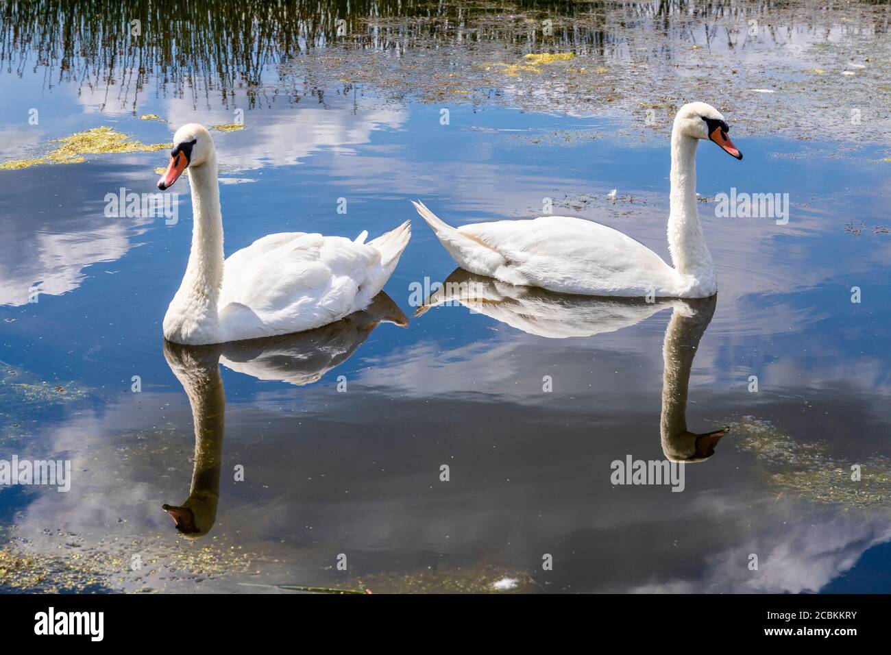 A pair of mute swans on the Snipe Pool at the Coombe Hill Canal and Meadows Nature Reserve, Coombe Hill, Gloucestershire UK Stock Photo