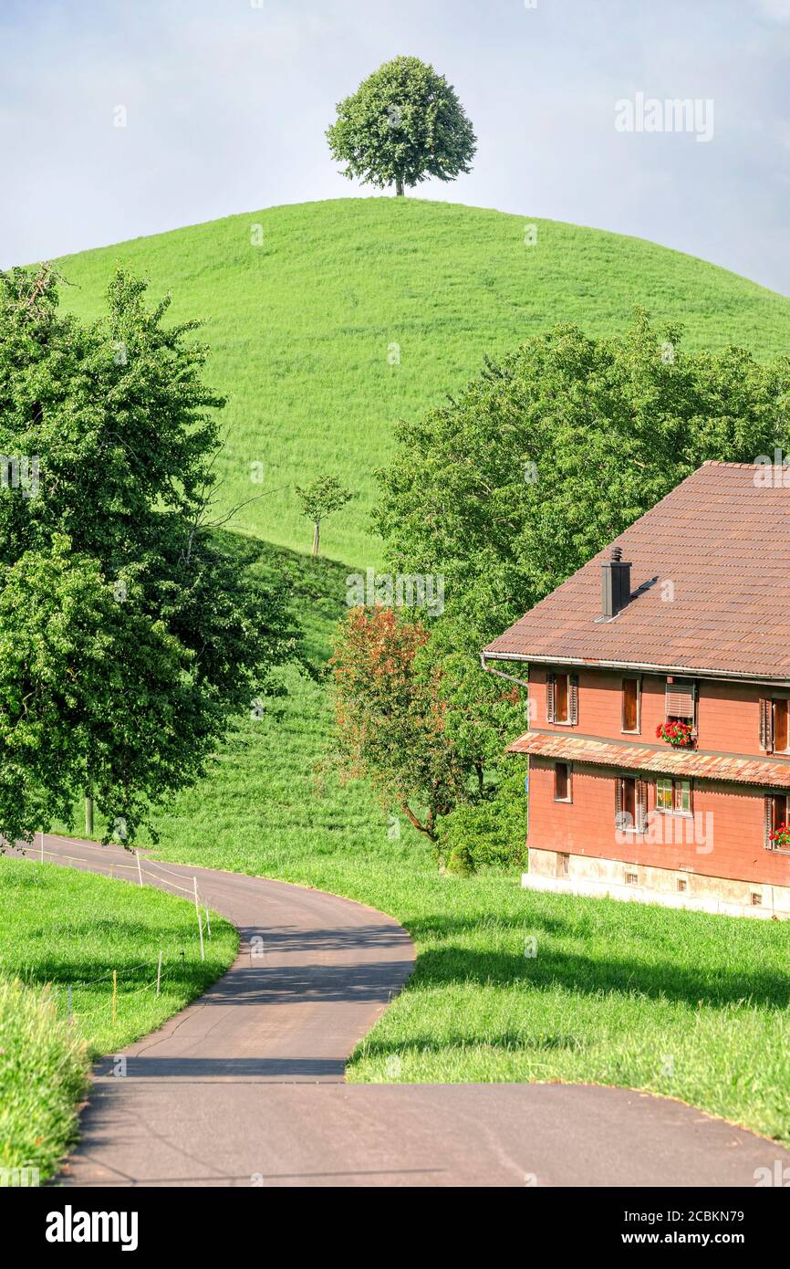Linden Trees, Neuheim, Hirzel, Zug, Switzerland, Europe Stock Photo
