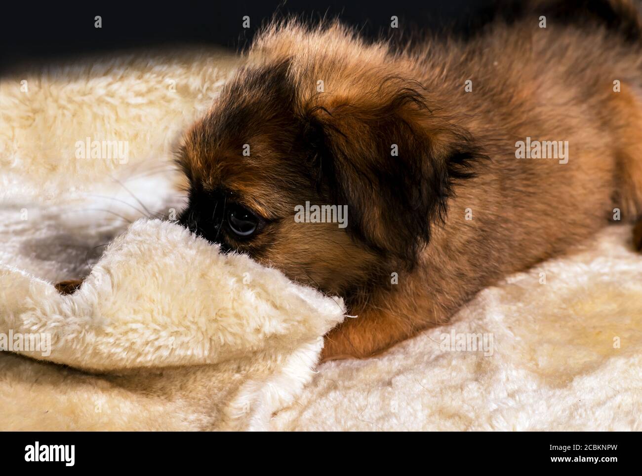Indoors photo of a little furry dog lying down on furry clothes. Stock Photo