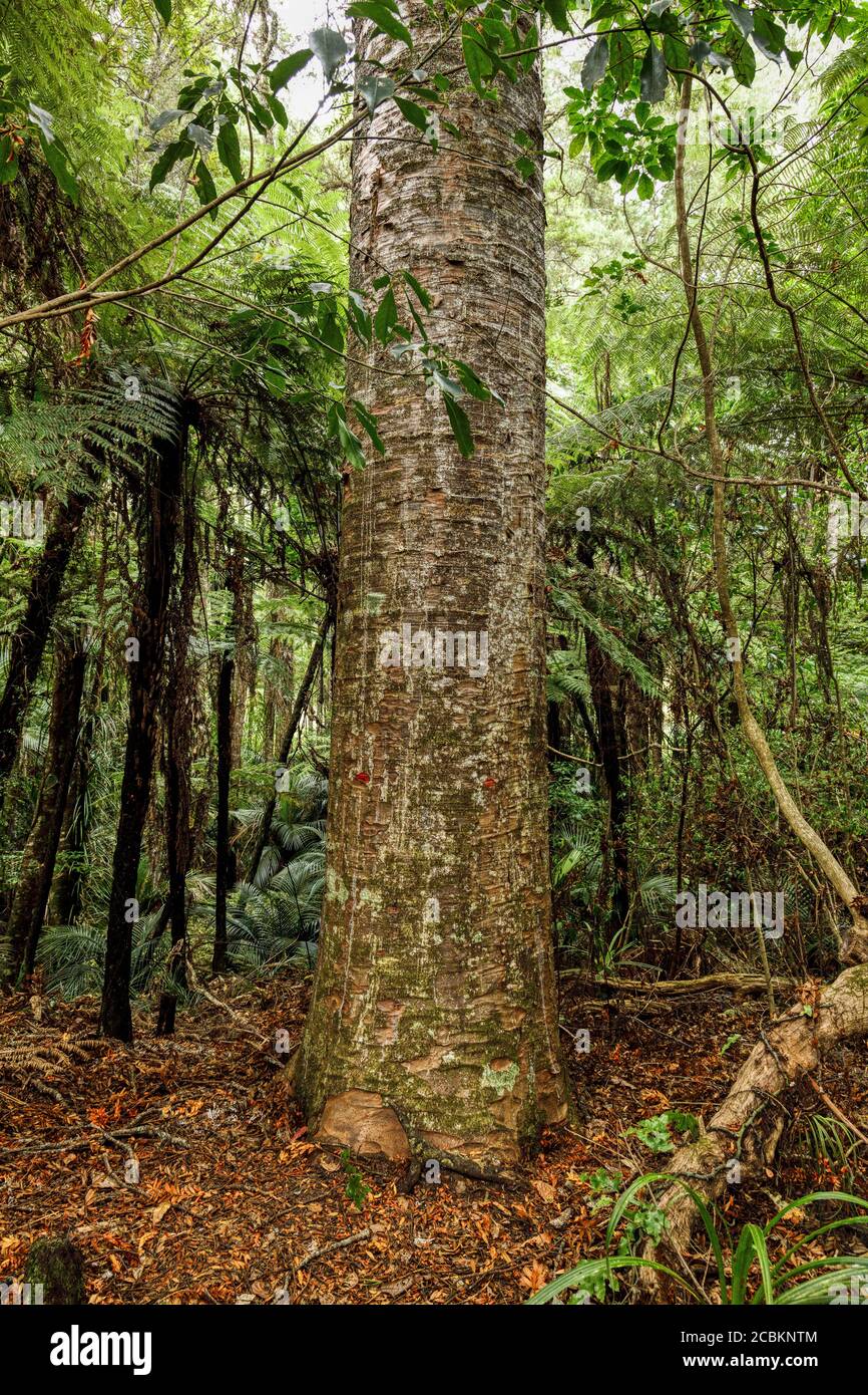 The coniferous Kauri tree, Agathis australis, in Parry Kauri Park, Warkworth, North Island, New Zealand. Stock Photo