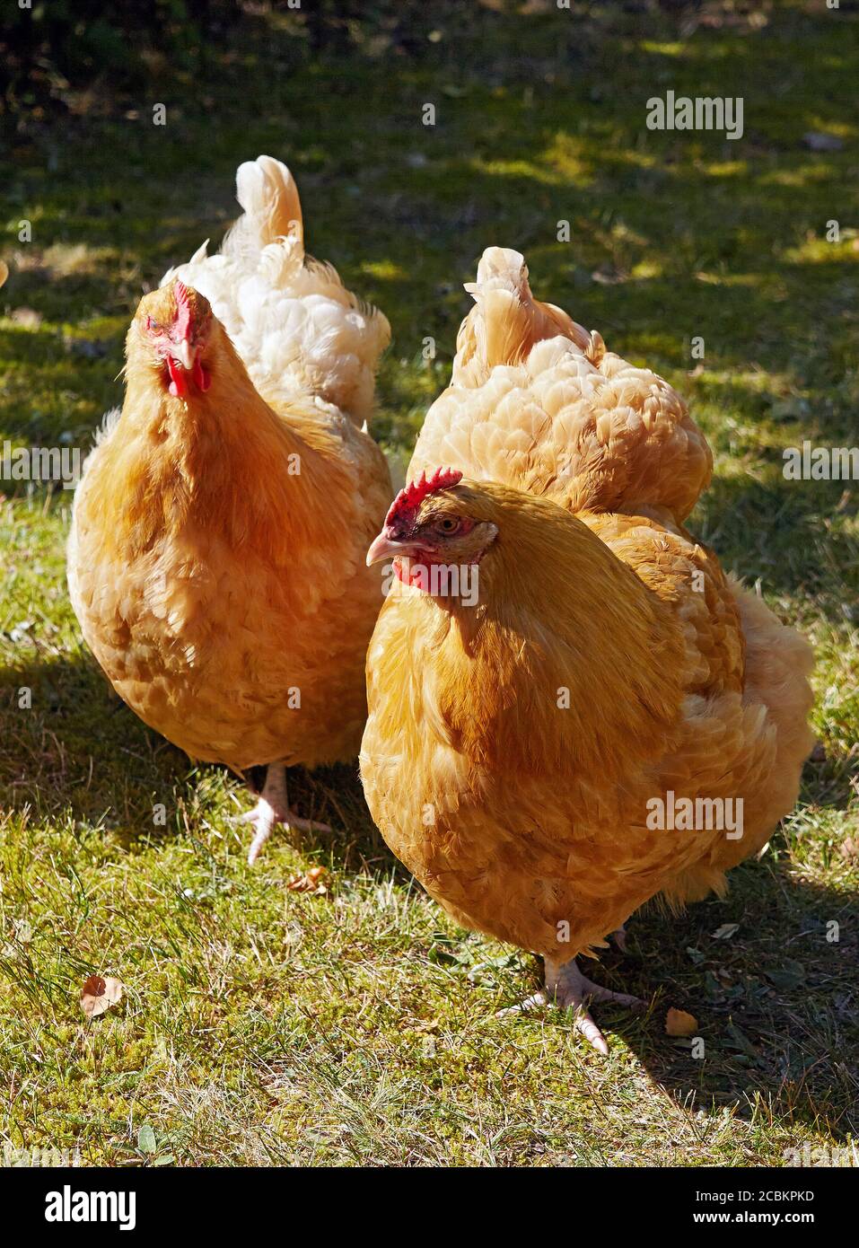 Free Range buff orpington Chicken hen in a garden. Malmkoping sweden Stock Photo