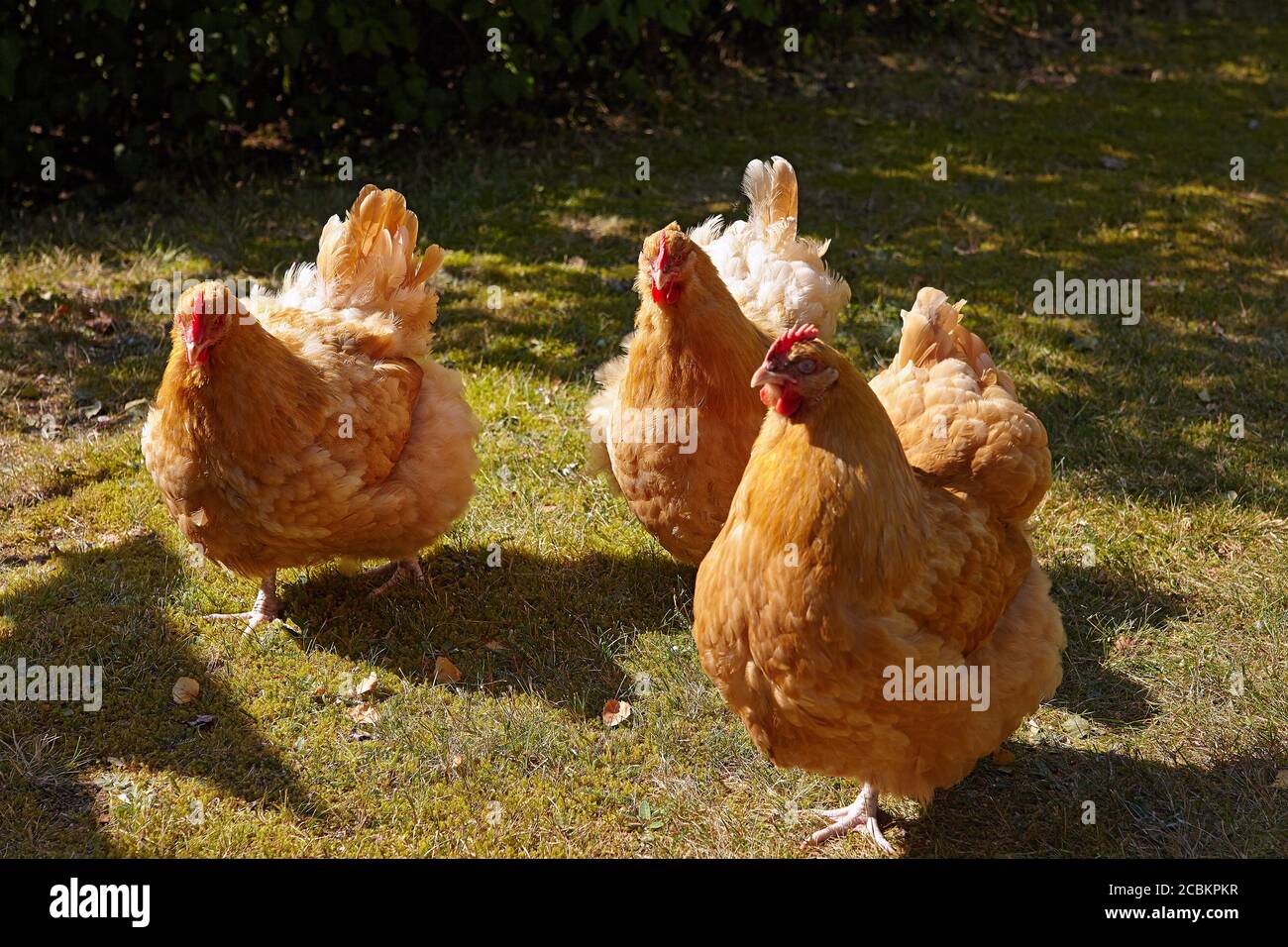 Free Range buff orpington Chicken hen in a garden. Malmkoping sweden Stock Photo