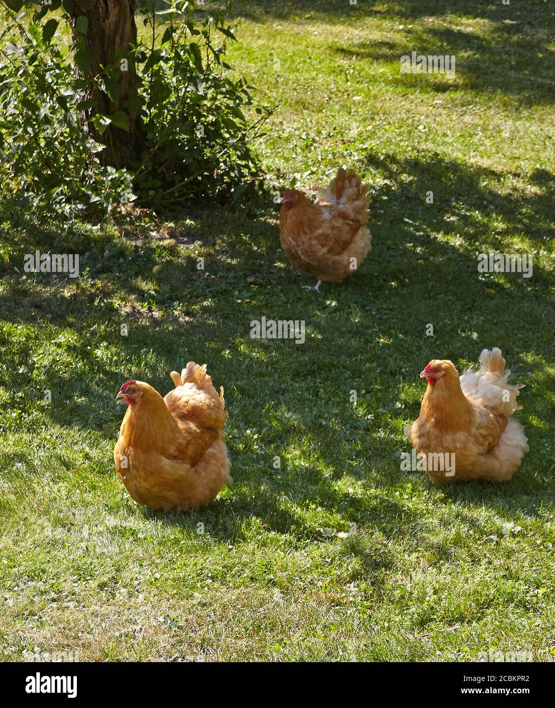 Free Range buff orpington Chicken hen in a garden. Malmkoping sweden Stock Photo