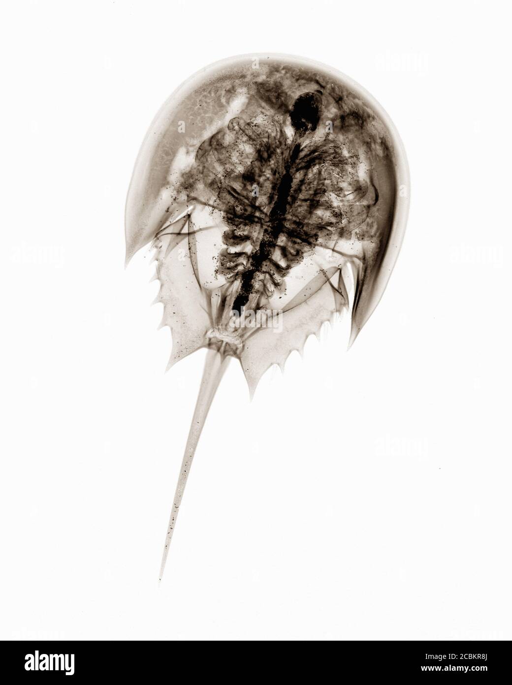 Xray image of horseshoe crab Stock Photo Alamy