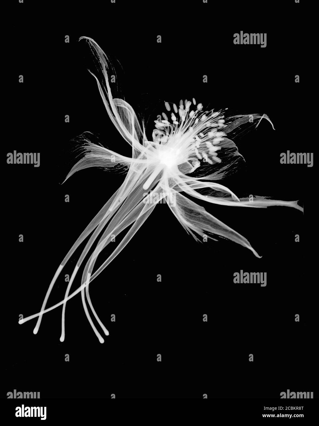 Inverted image of columbine flower Stock Photo