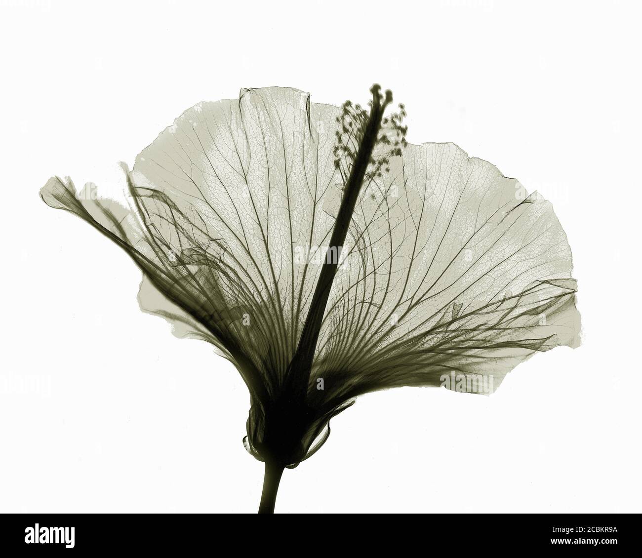 X-ray image of hibiscus flower Stock Photo