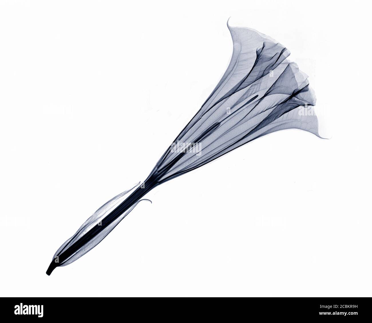 Xray image of angel trumpet flower Stock Photo Alamy