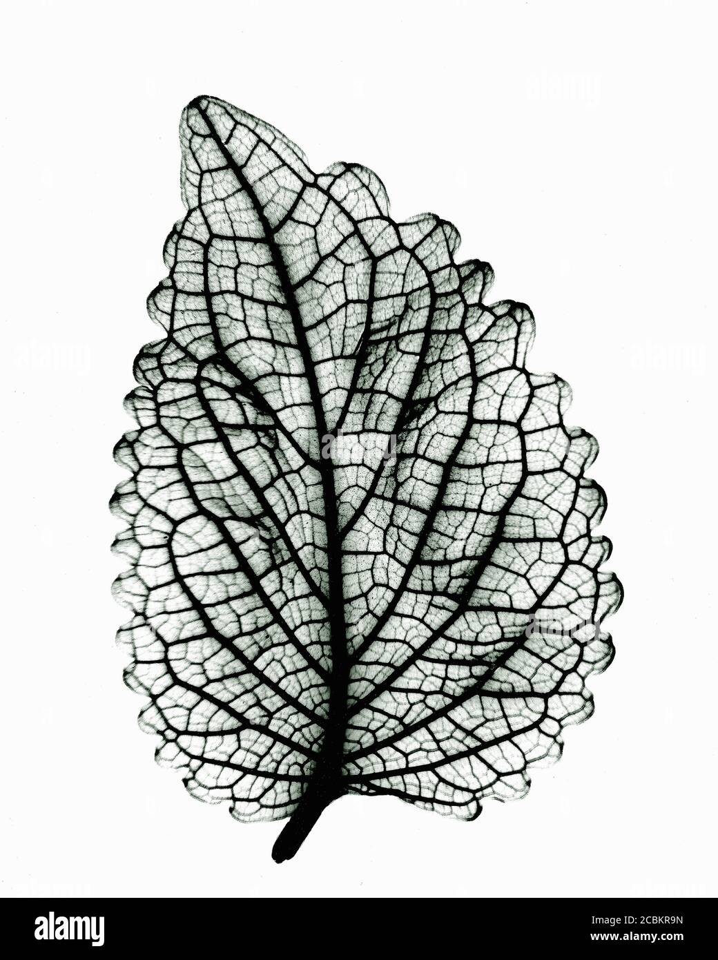 Image of coleus leaf Stock Photo