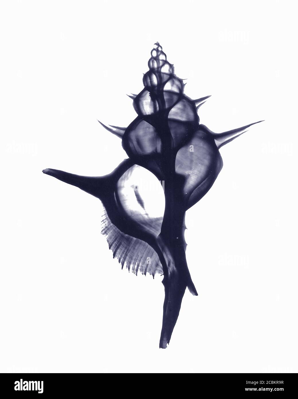 X-ray image of Alabaster Murex Stock Photo