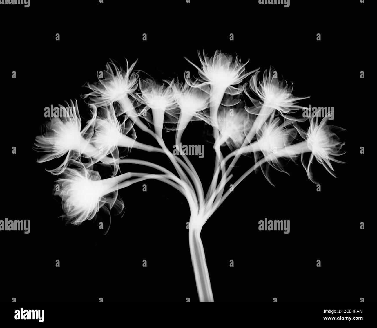 Inverted image of penta star flowers Stock Photo
