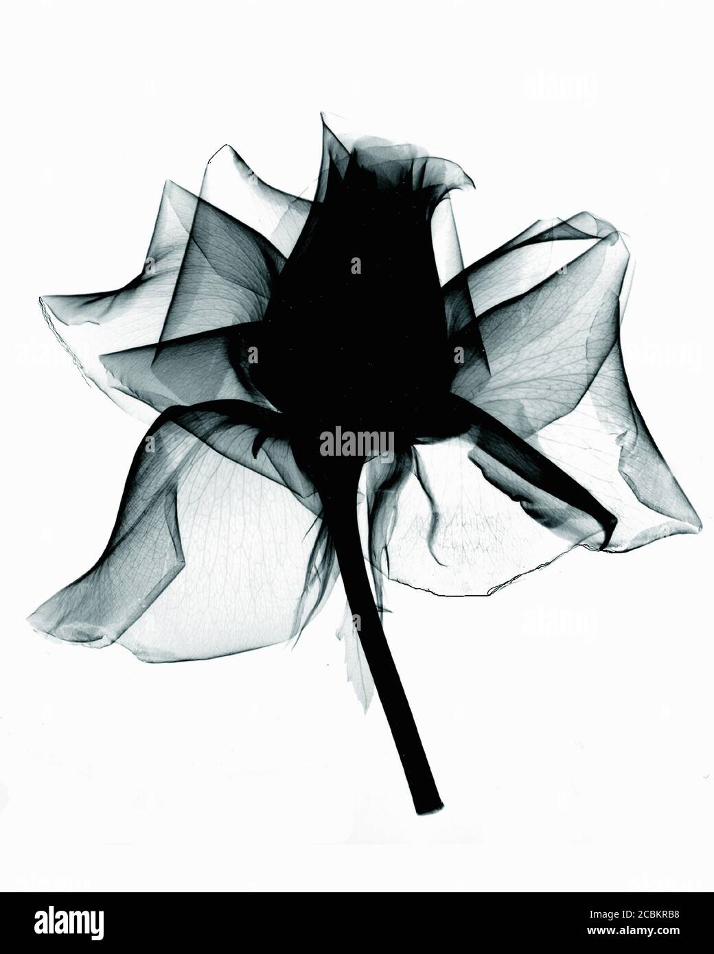 Xray image of rose Stock Photo Alamy