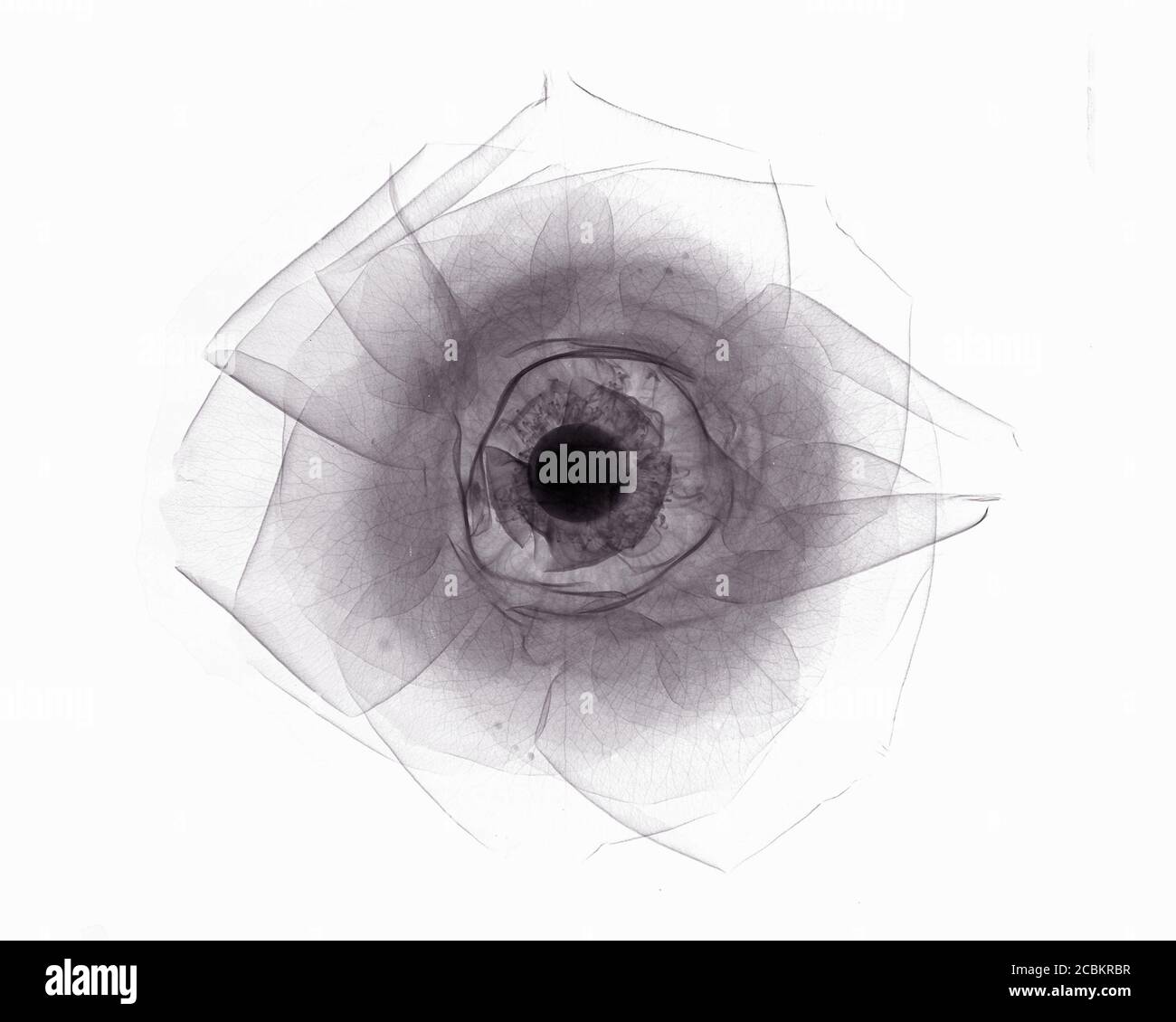 Xray image of rose Stock Photo Alamy