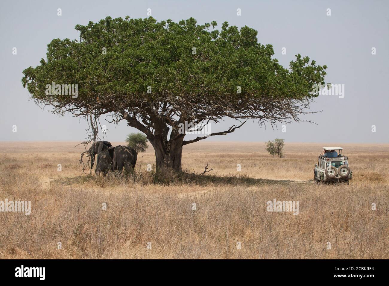Elephants standing in shade of tree Stock Photo